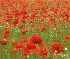 Poppy Papaver Rhoeas Brazil Flowers