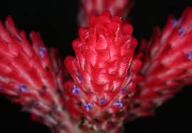 Quesnalia Testudo Brazil Flowers