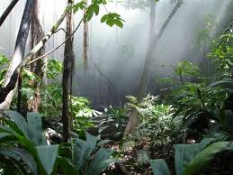 Amazon Rainforest Tree