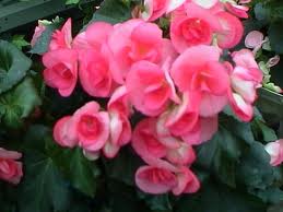 Begonia Brazil Flowers