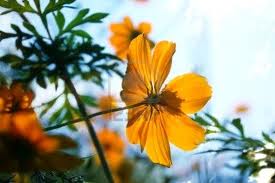 Orange Tropical Brazil Flowers