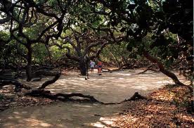 Natal Brazil Cashew Tree